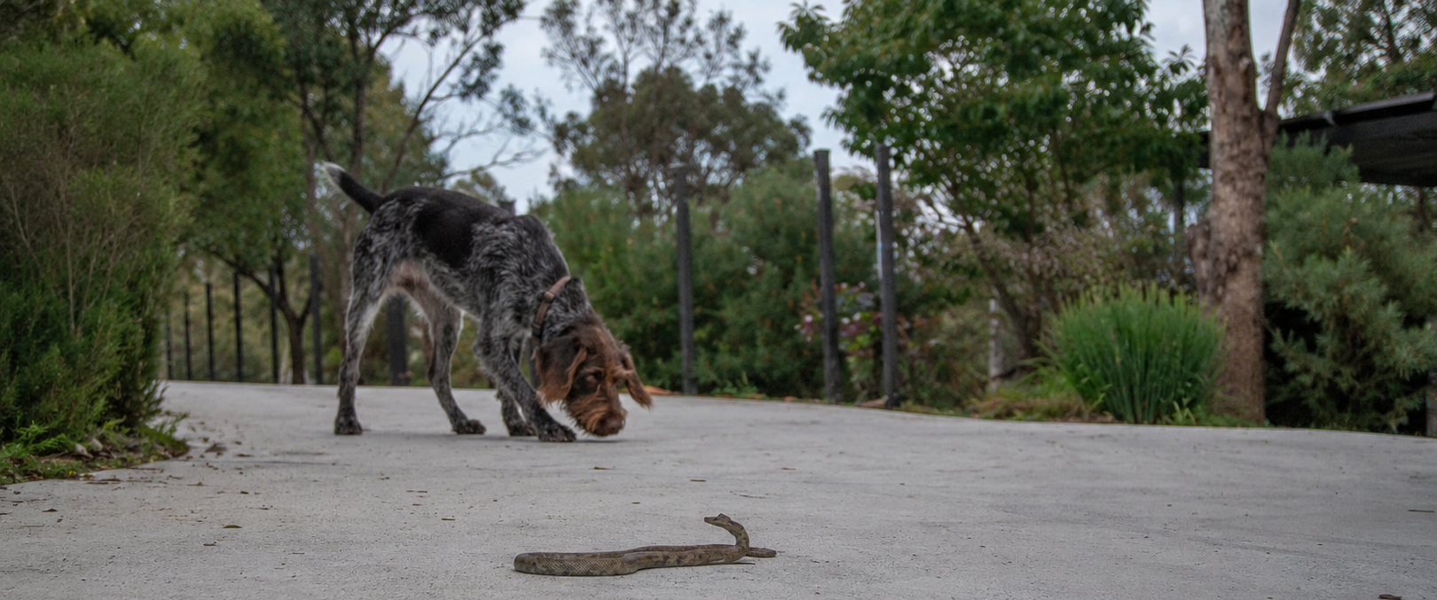 Snake Avoidance Training in Adelaide - Protect Your Dog with